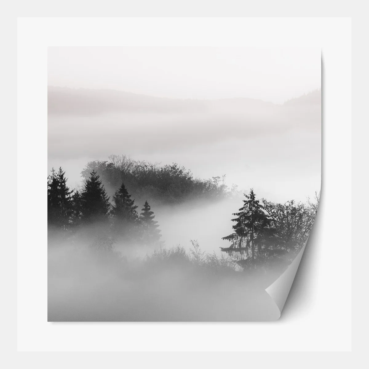 Repositionierbarer Aufkleber nebliger wald in grautönen – Wallnifity® Repositionierbarer Aufkleber nebliger wald in grautönen – Wallnifity®