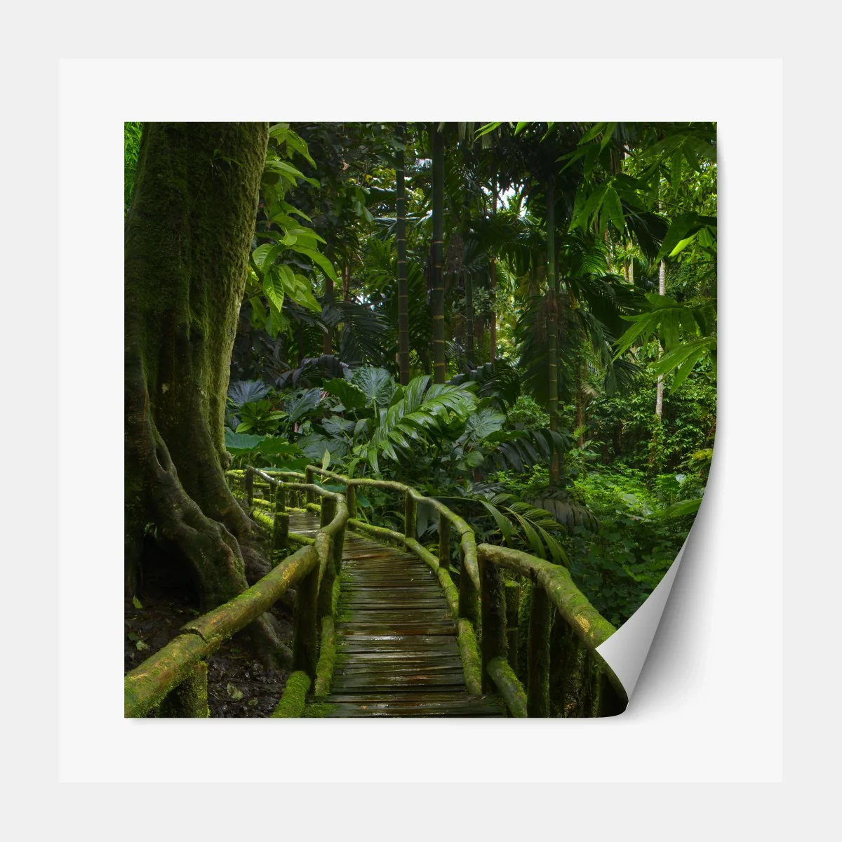 Repositionierbarer Aufkleber ruhiger dschungelsteg durch üppigen regenwald – Wallnifity® Repositionierbarer Aufkleber ruhiger dschungelsteg durch üppigen regenwald – Wallnifity®