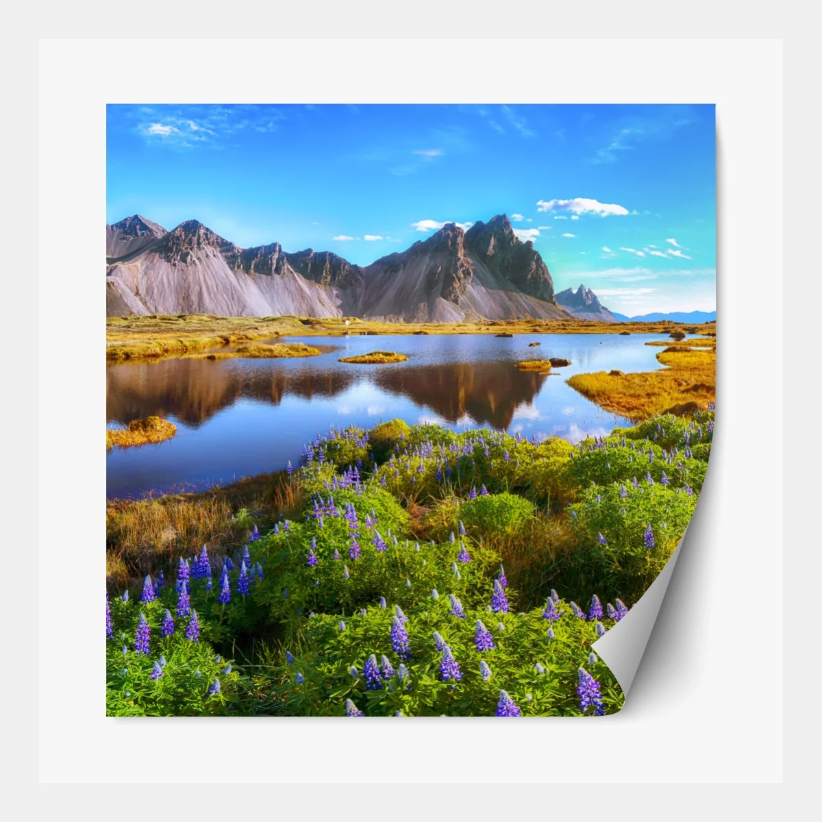 Repositionierbarer Aufkleber lebendige lupinenwiesen bei Vestrahorn, Island – Wallnifity® Repositionierbarer Aufkleber lebendige lupinenwiesen bei Vestrahorn, Island – Wallnifity®