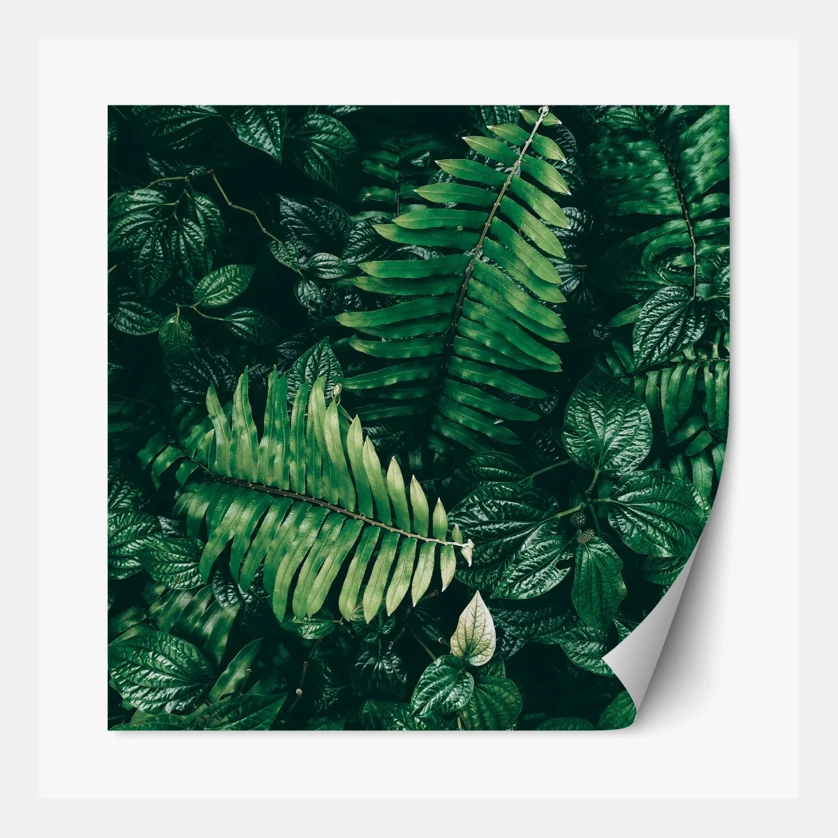 Repositionierbarer Aufkleber üppige tropische blätter – Wallnifity® Repositionierbarer Aufkleber üppige tropische blätter – Wallnifity®