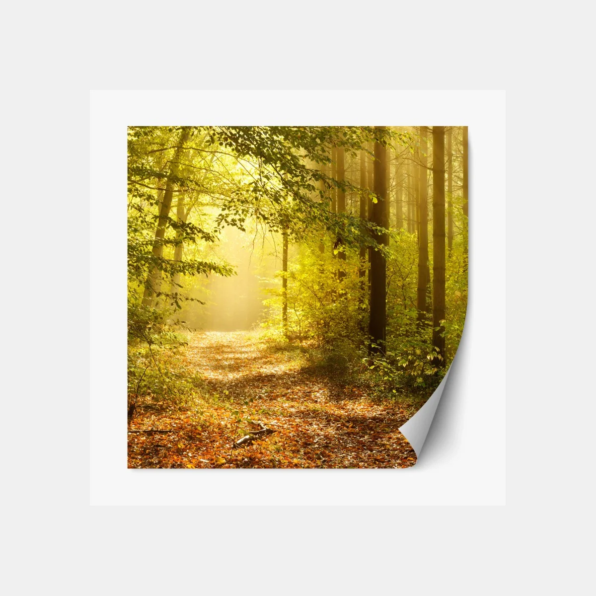 Repositionierbarer Aufkleber sonnenbeschienener waldweg im herbst – Wallnifity® Repositionierbarer Aufkleber sonnenbeschienener waldweg im herbst – Wallnifity®