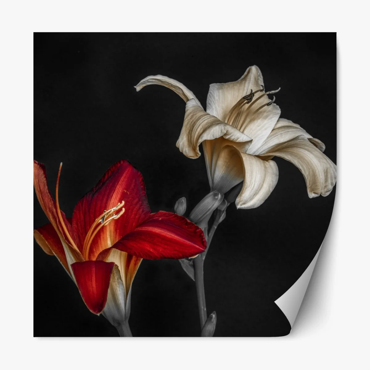 Repositionierbarer Aufkleber dramatische rote und cremefarbene lilien auf schwarzem hintergrund – Wallnifity® Repositionierbarer Aufkleber dramatische rote und cremefarbene lilien auf schwarzem hintergrund – Wallnifity®