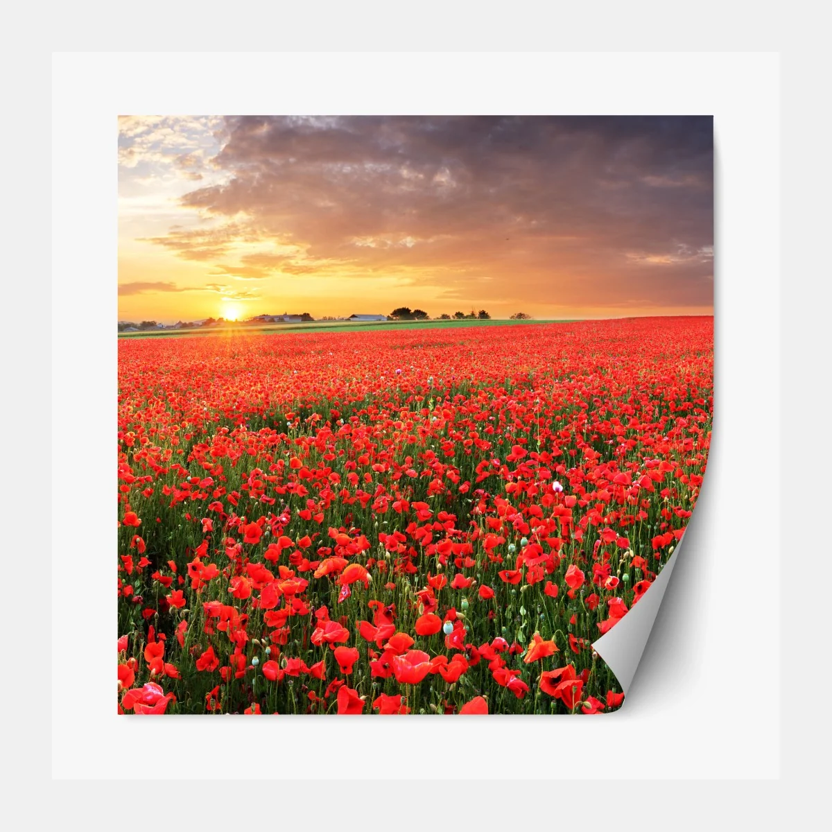 Repositionierbarer Aufkleber mohnfeld im sonnenuntergang – Wallnifity® Repositionierbarer Aufkleber mohnfeld im sonnenuntergang – Wallnifity®