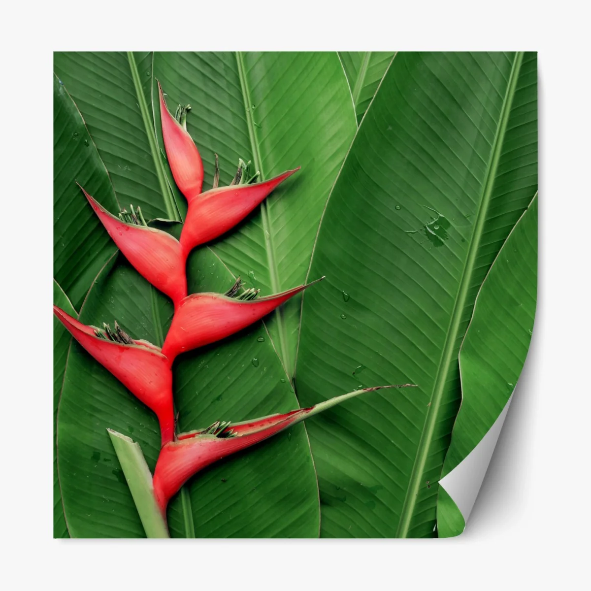 Repositionierbarer Aufkleber leuchtende heliconia auf tropischen blättern – Wallnifity® Repositionierbarer Aufkleber leuchtende heliconia auf tropischen blättern – Wallnifity®