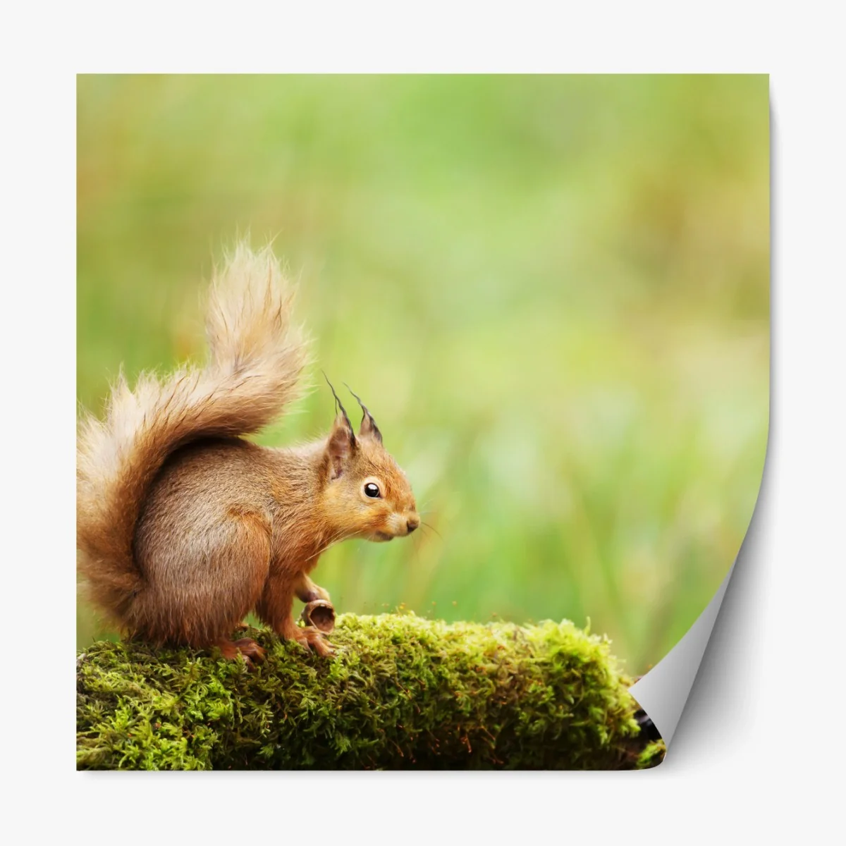 Repositionierbarer Aufkleber rotes eichhörnchen auf moosigem stamm – Wallnifity® Repositionierbarer Aufkleber rotes eichhörnchen auf moosigem stamm – Wallnifity®