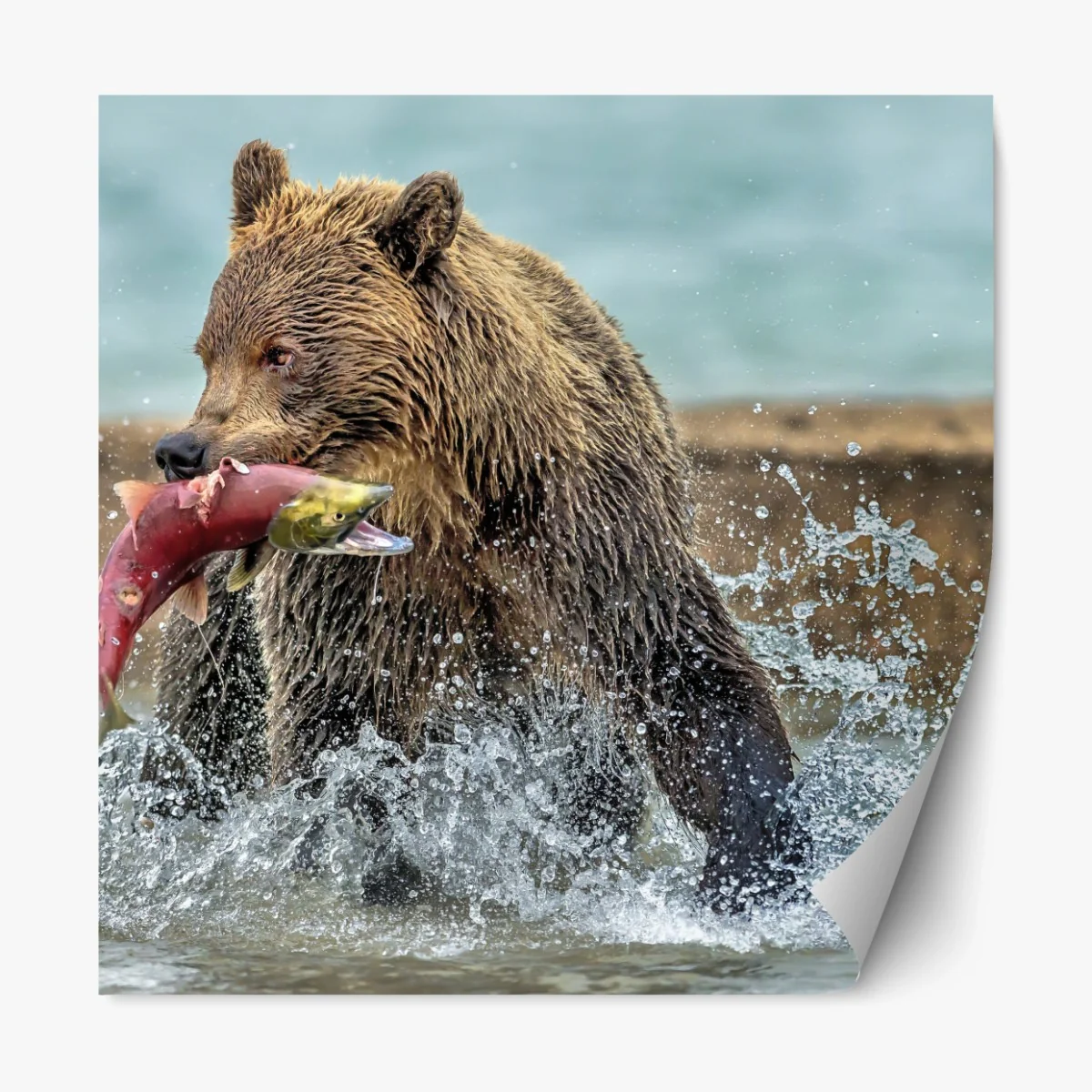 Repositionierbarer Aufkleber braunbär fängt lachs im fluss – Wallnifity® Repositionierbarer Aufkleber braunbär fängt lachs im fluss – Wallnifity®