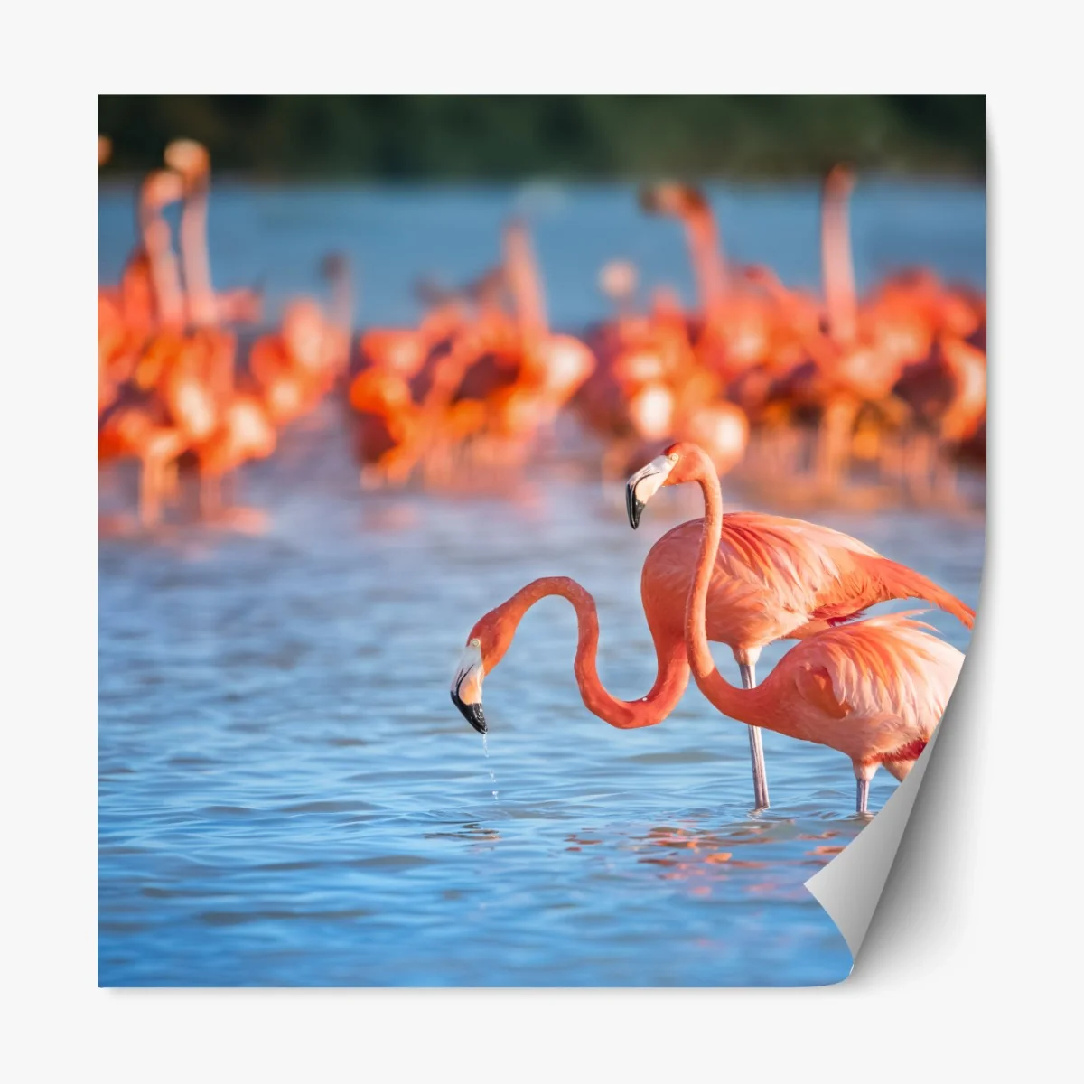 Repositionierbarer Aufkleber anmutige flamingos im flachen wasser – Wallnifity®