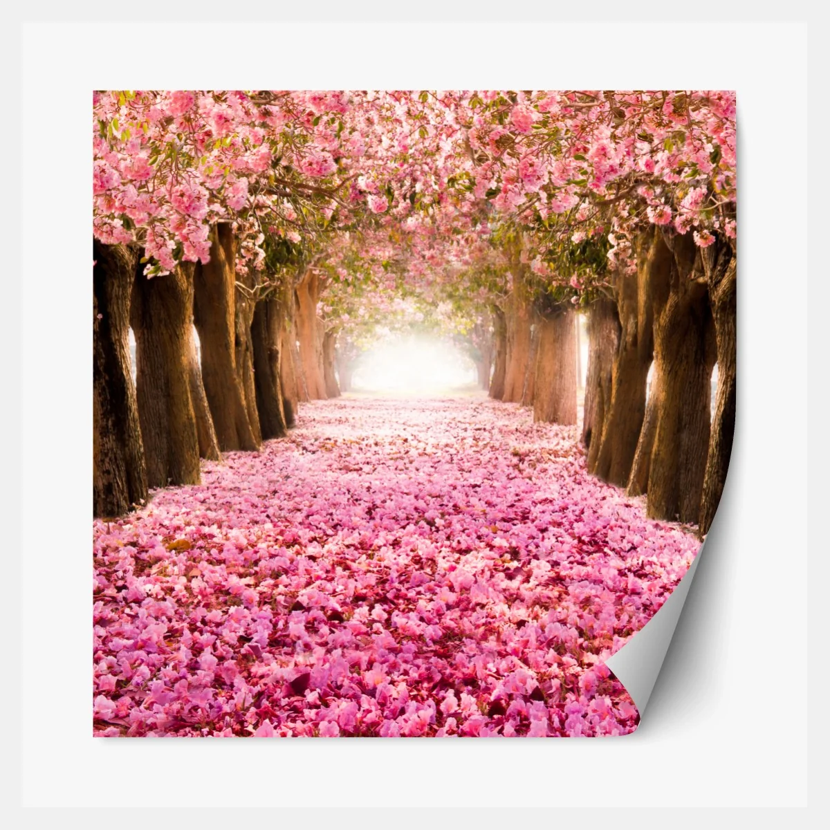 Repositionierbarer Aufkleber rosa blütenallee unter kirschbäumen – Wallnifity®