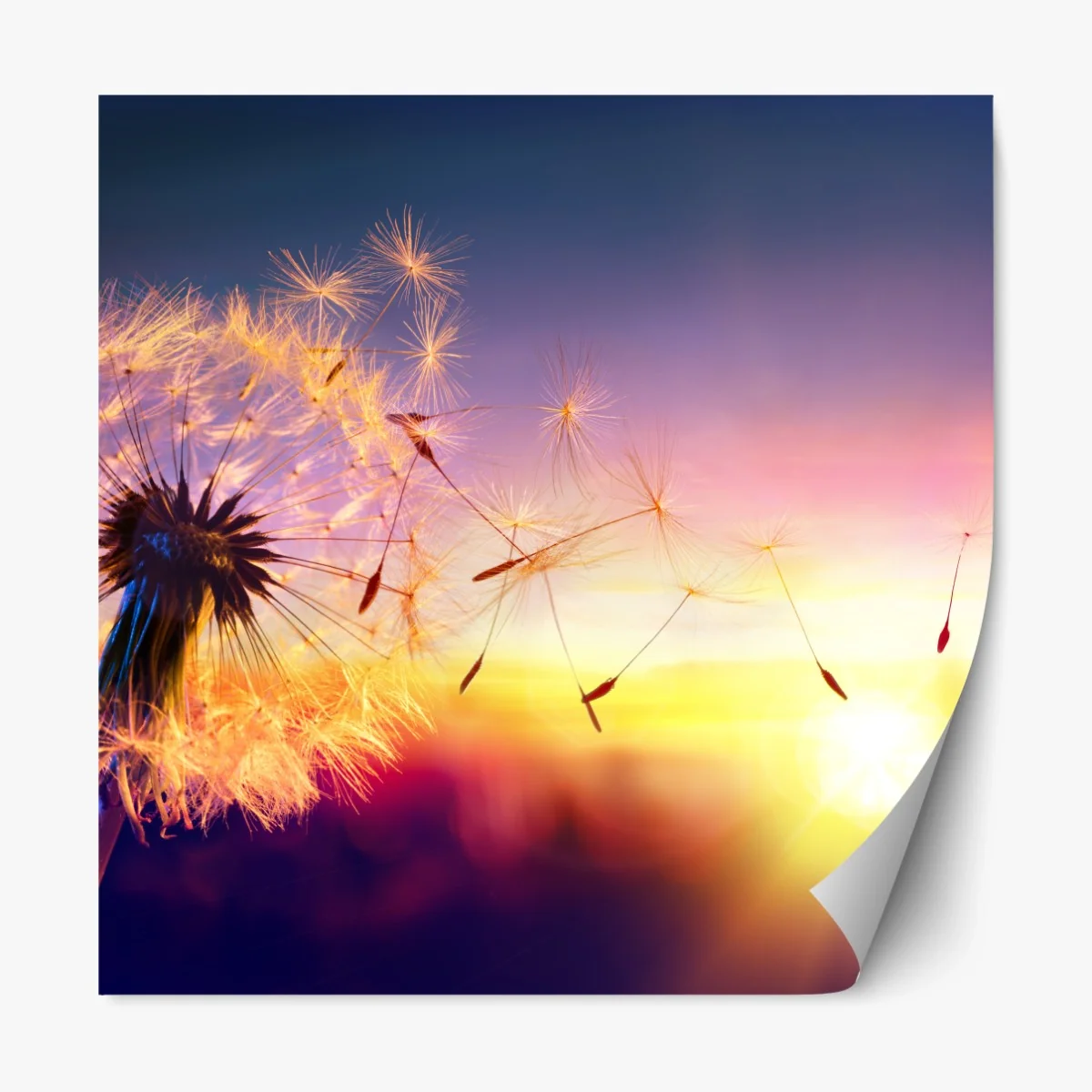 Repositionierbarer Aufkleber goldener löwenzahn bei sonnenuntergang – Wallnifity® Repositionierbarer Aufkleber goldener löwenzahn bei sonnenuntergang – Wallnifity®