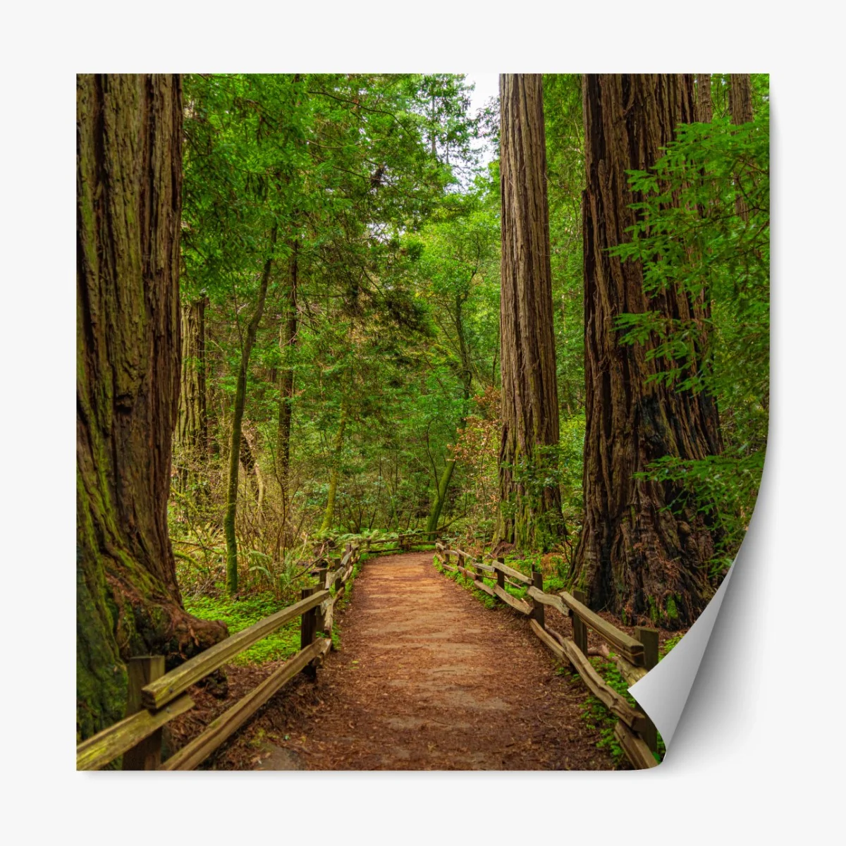 Repositionierbarer Aufkleber majestätischer waldpfad zwischen mammutbäumen – Wallnifity® Repositionierbarer Aufkleber majestätischer waldpfad zwischen mammutbäumen – Wallnifity®