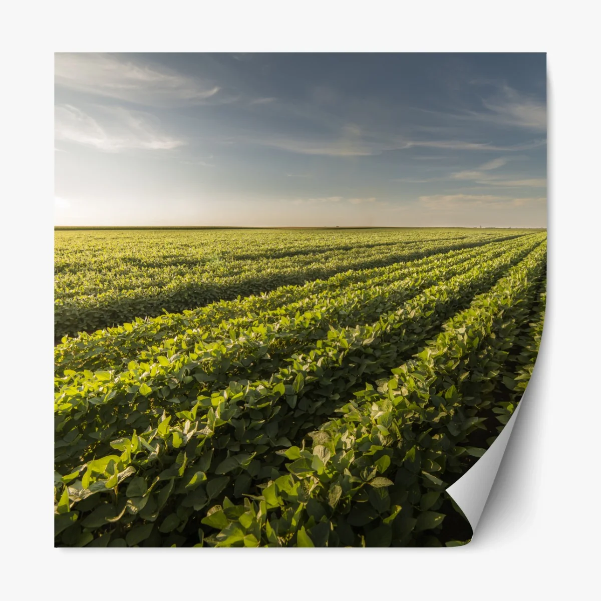 Repositionierbarer Aufkleber sonnenbeschienenes sojafeld bei sonnenuntergang – Wallnifity® Repositionierbarer Aufkleber sonnenbeschienenes sojafeld bei sonnenuntergang – Wallnifity®