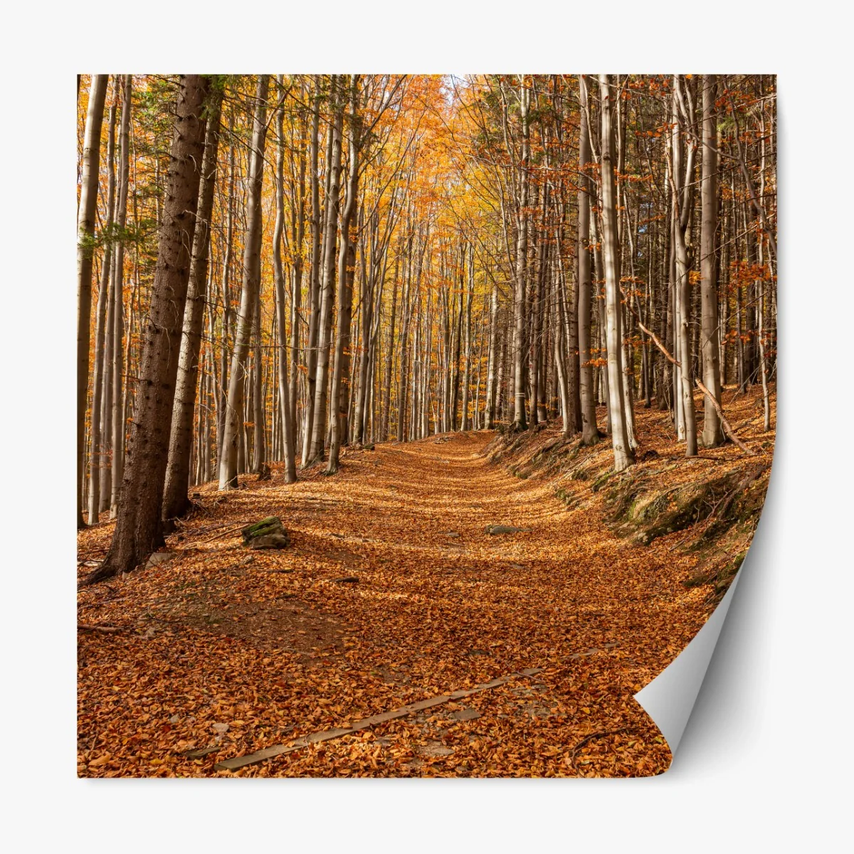 Repositionierbarer Aufkleber herbstlicher waldweg mit goldenen blättern – Wallnifity® Repositionierbarer Aufkleber herbstlicher waldweg mit goldenen blättern – Wallnifity®