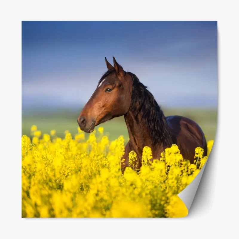 Repositionierbarer Aufkleber braunes pferd im gelben rapsfeld