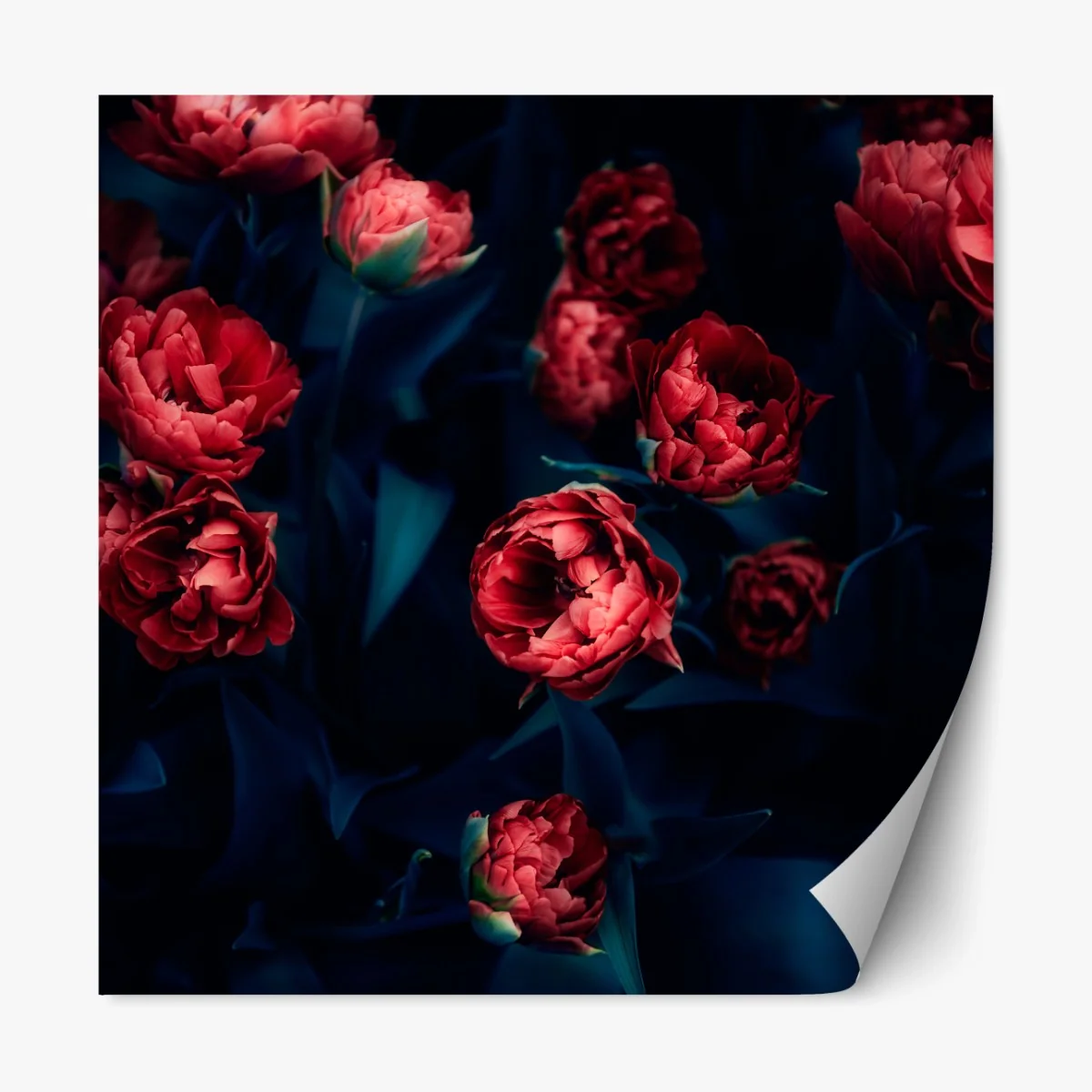 Repositionierbarer Aufkleber dunkler roter tulpenstrauß – Wallnifity® Repositionierbarer Aufkleber dunkler roter tulpenstrauß – Wallnifity®