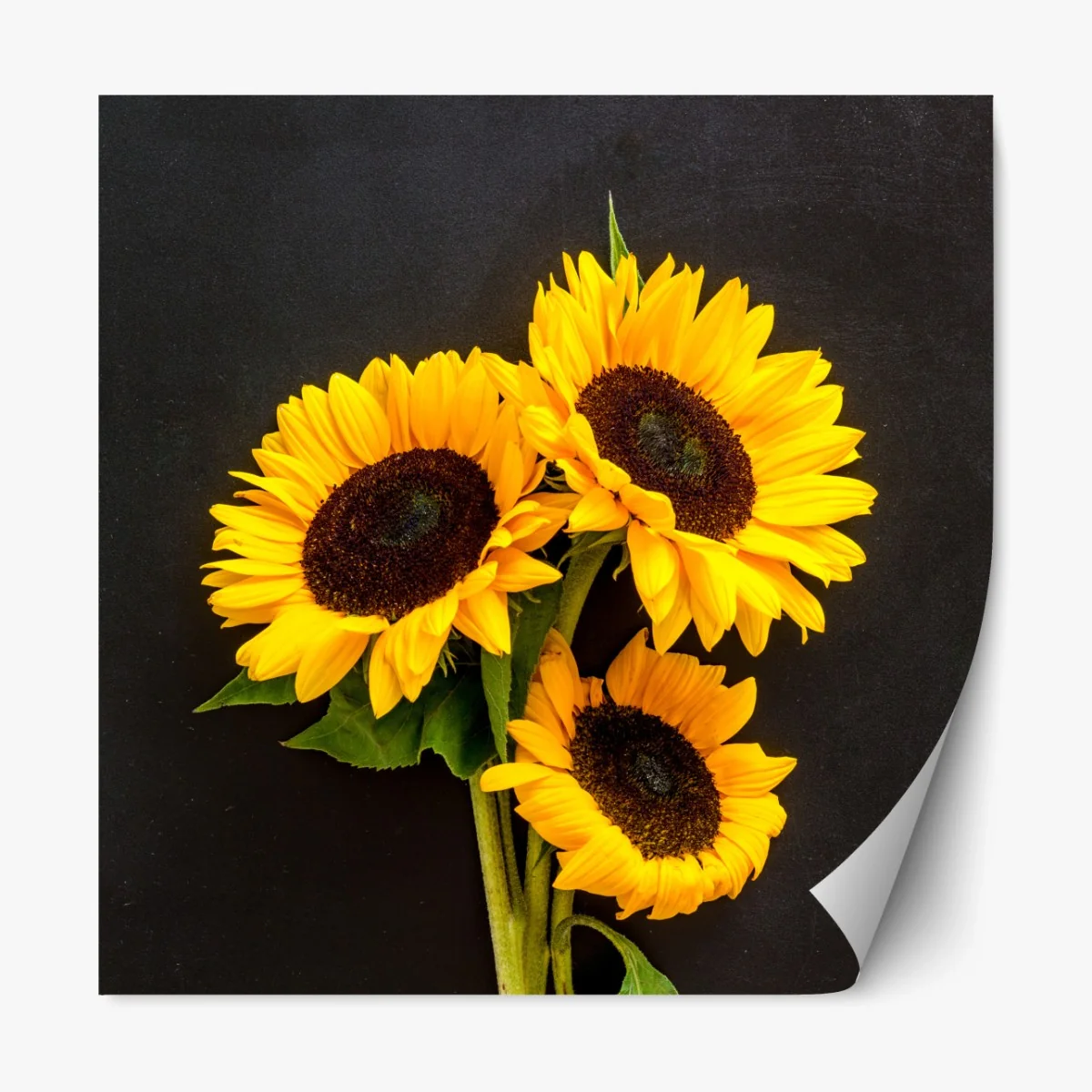 Repositionierbarer Aufkleber leuchtende sonnenblumen auf schwarzem hintergrund – Wallnifity® Repositionierbarer Aufkleber leuchtende sonnenblumen auf schwarzem hintergrund – Wallnifity®