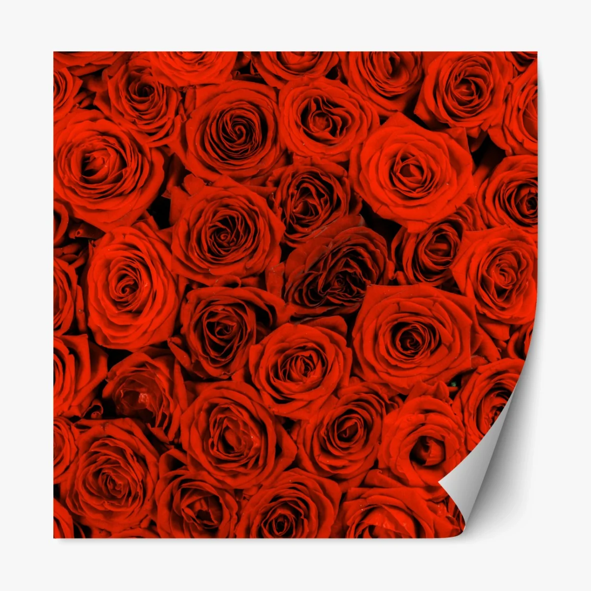 Repositionierbarer Aufkleber prächtiger strauß roter rosen – Wallnifity® Repositionierbarer Aufkleber prächtiger strauß roter rosen – Wallnifity®