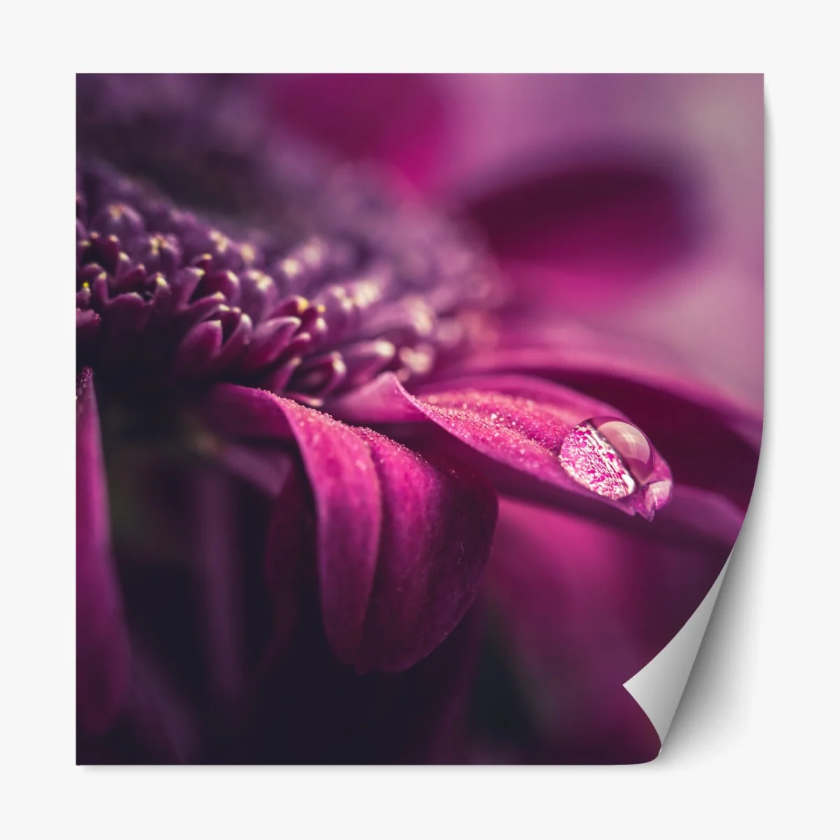 Repositionierbarer Aufkleber lila makroblüte mit tautropfen – Wallnifity® Repositionierbarer Aufkleber lila makroblüte mit tautropfen – Wallnifity®