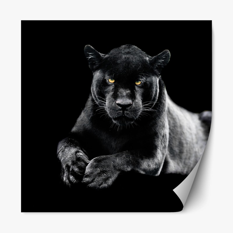 Repositionierbarer Aufkleber porträt eines schwarzen panthers vor schwarzem hintergrund