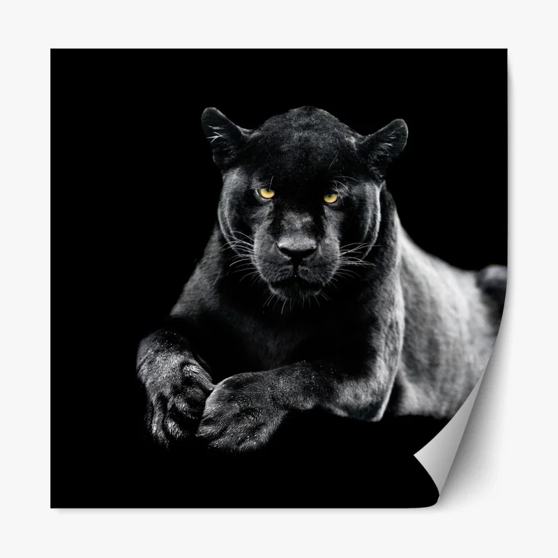Repositionierbarer Aufkleber porträt eines schwarzen panthers vor schwarzem hintergrund