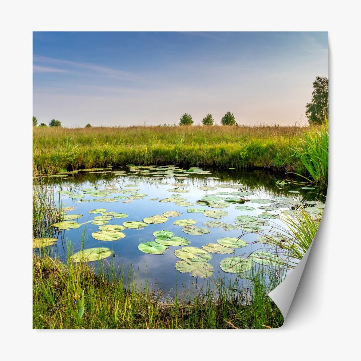 Repositionierbarer Aufkleber ruhiger seerosen-teich in der wiese – Wallnifity® Repositionierbarer Aufkleber ruhiger seerosen-teich in der wiese – Wallnifity®