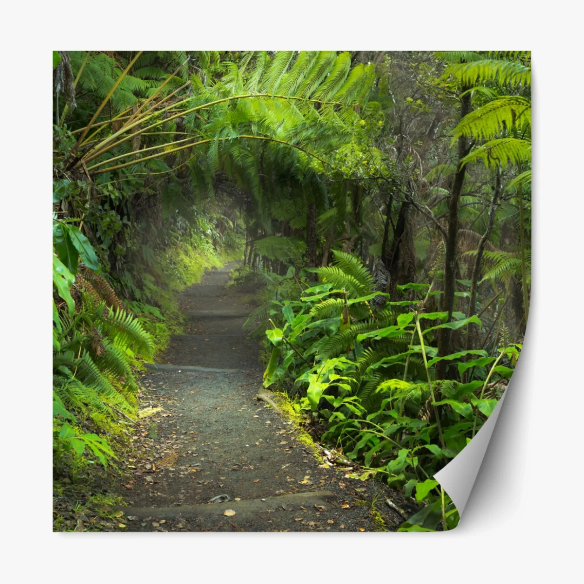 Repositionierbarer Aufkleber üppiger regenwaldpfad im Kilauea Iki, Hawaii – Wallnifity®