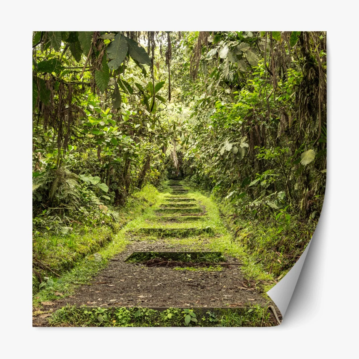 Repositionierbarer Aufkleber pfad durch üppigen dschungel – Wallnifity®