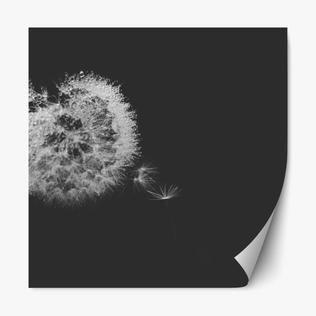 Repositionierbarer Aufkleber zarter löwenzahn in monochrom – Wallnifity® Repositionierbarer Aufkleber zarter löwenzahn in monochrom – Wallnifity®