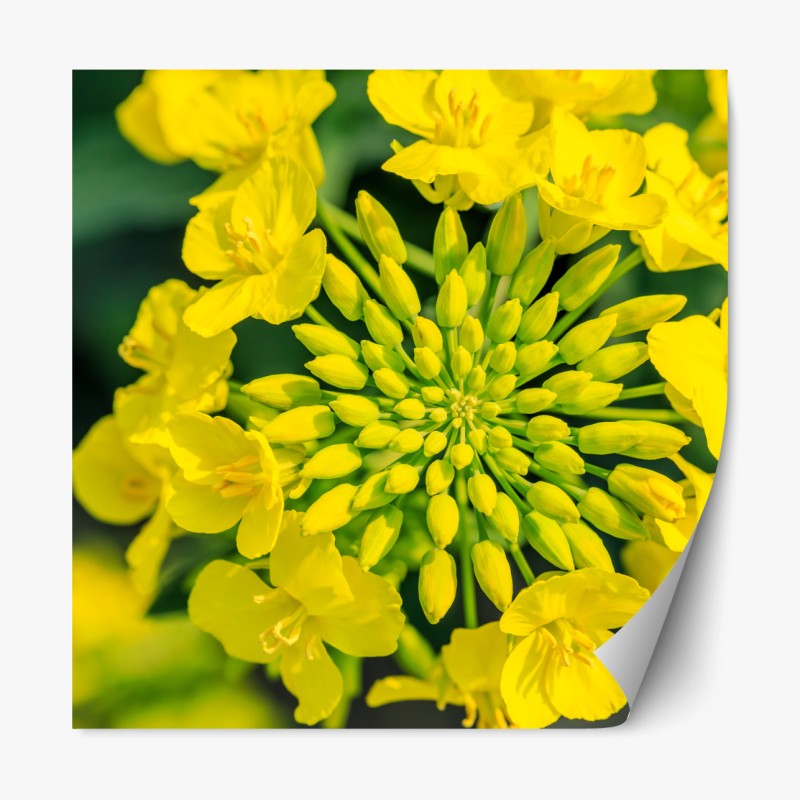 Repositionierbarer Aufkleber stufenförmiger wasserfall im üppigen wald – Wallnifity®