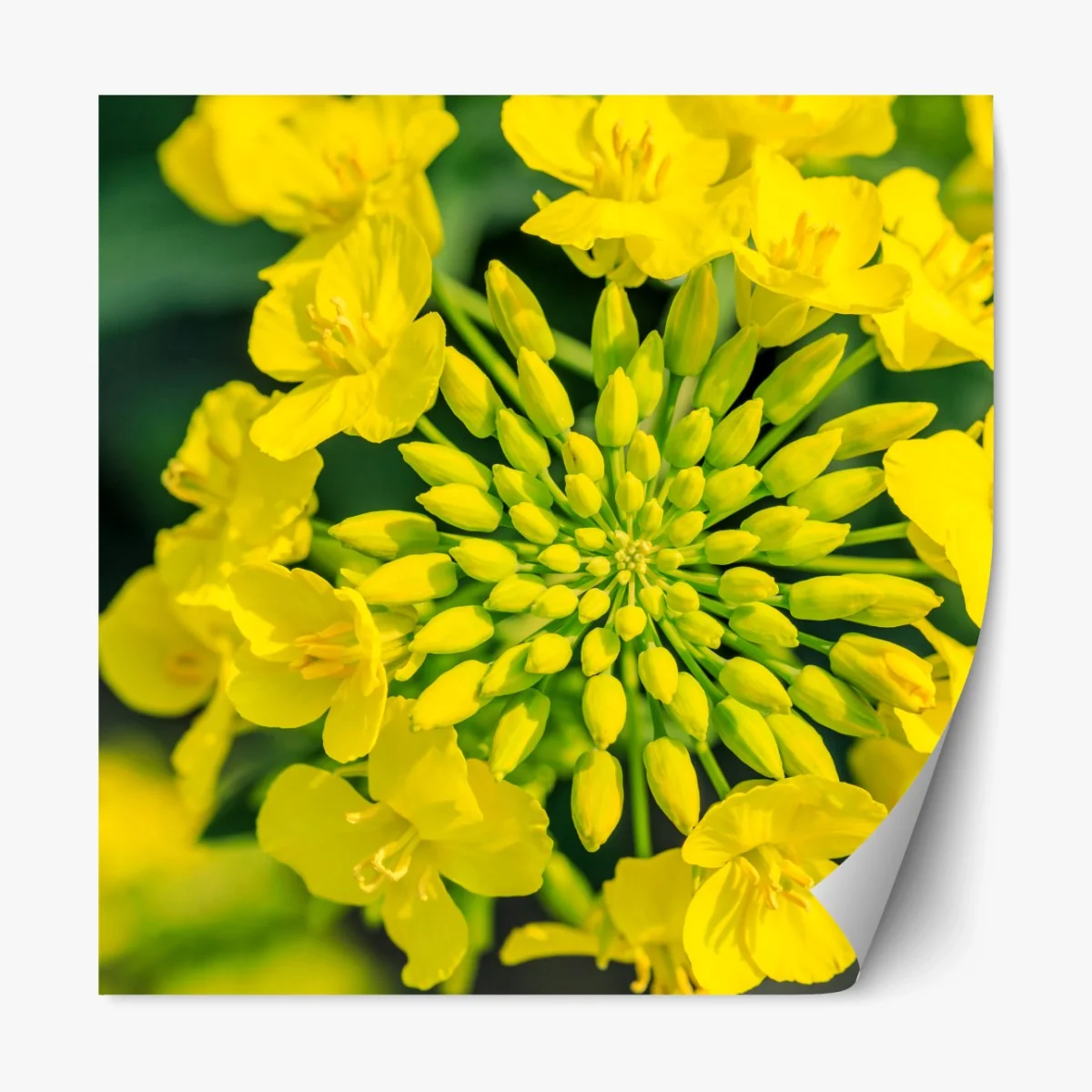 Repositionierbarer Aufkleber lebhafte gelbe rapsblüte im nahen makro – Wallnifity® Repositionierbarer Aufkleber lebhafte gelbe rapsblüte im nahen makro – Wallnifity®