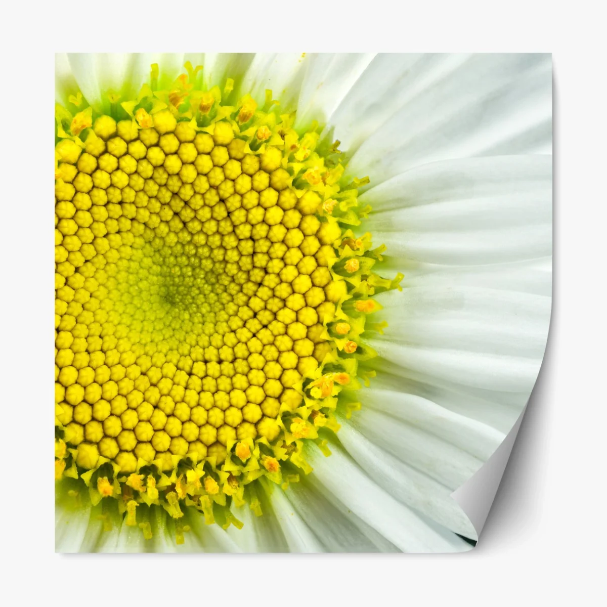 Repositionierbarer Aufkleber makro gänseblümchen spiralmuster – Wallnifity® Repositionierbarer Aufkleber makro gänseblümchen spiralmuster – Wallnifity®