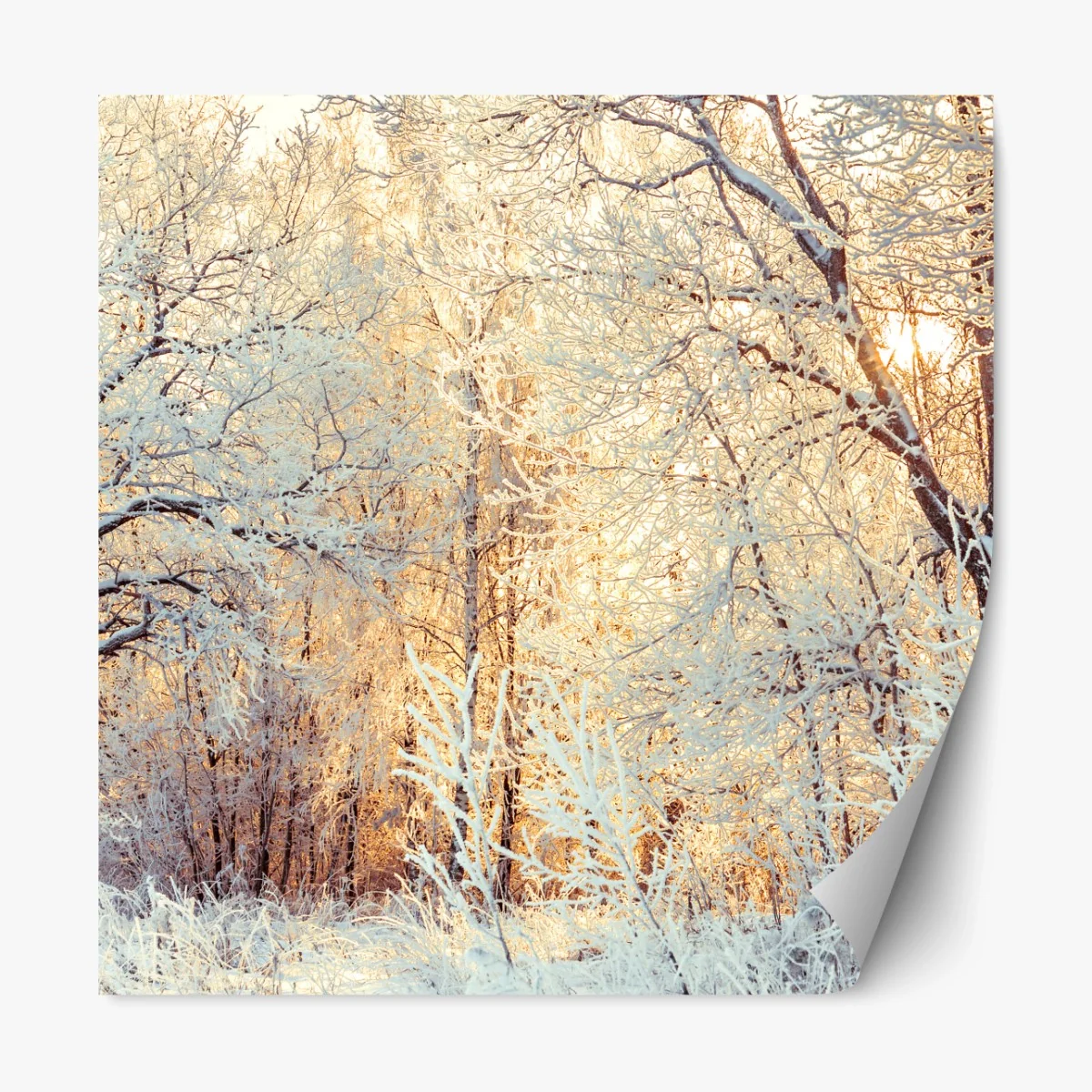 Repositionierbarer Aufkleber wintersonne im verschneiten wald – Wallnifity® Repositionierbarer Aufkleber wintersonne im verschneiten wald – Wallnifity®