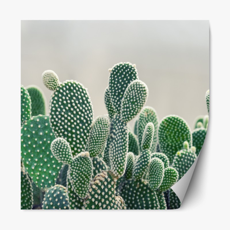 Repositionierbarer Aufkleber nahaufnahme eines opuntienkaktus