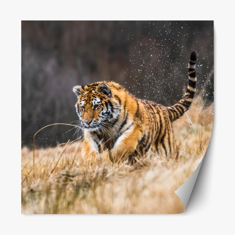 Repositionierbarer Aufkleber sibirischer tiger in bewegung