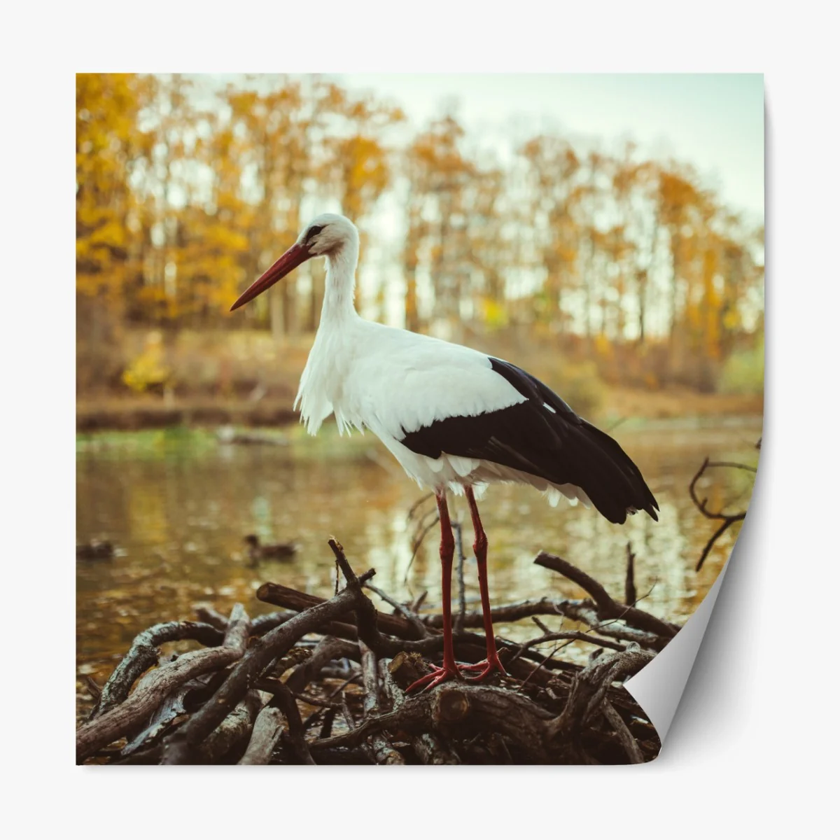 Repositionierbarer Aufkleber weißer storch am herbstlichen see – Wallnifity®