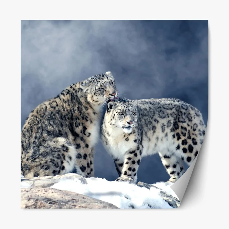 Repositionierbarer Aufkleber majestätische schneeleoparden im winter