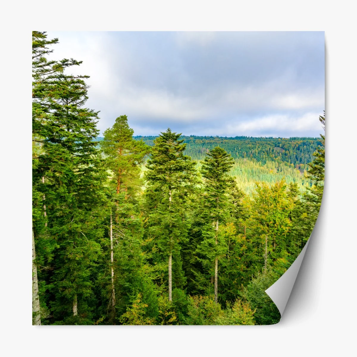 Repositionierbarer Aufkleber Schwarzwald herbstliche waldlandschaft – Wallnifity® Repositionierbarer Aufkleber Schwarzwald herbstliche waldlandschaft – Wallnifity®