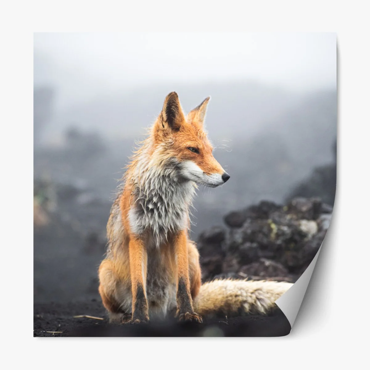 Repositionierbarer Aufkleber roter fuchs in nebliger landschaft – Wallnifity® Repositionierbarer Aufkleber roter fuchs in nebliger landschaft – Wallnifity®