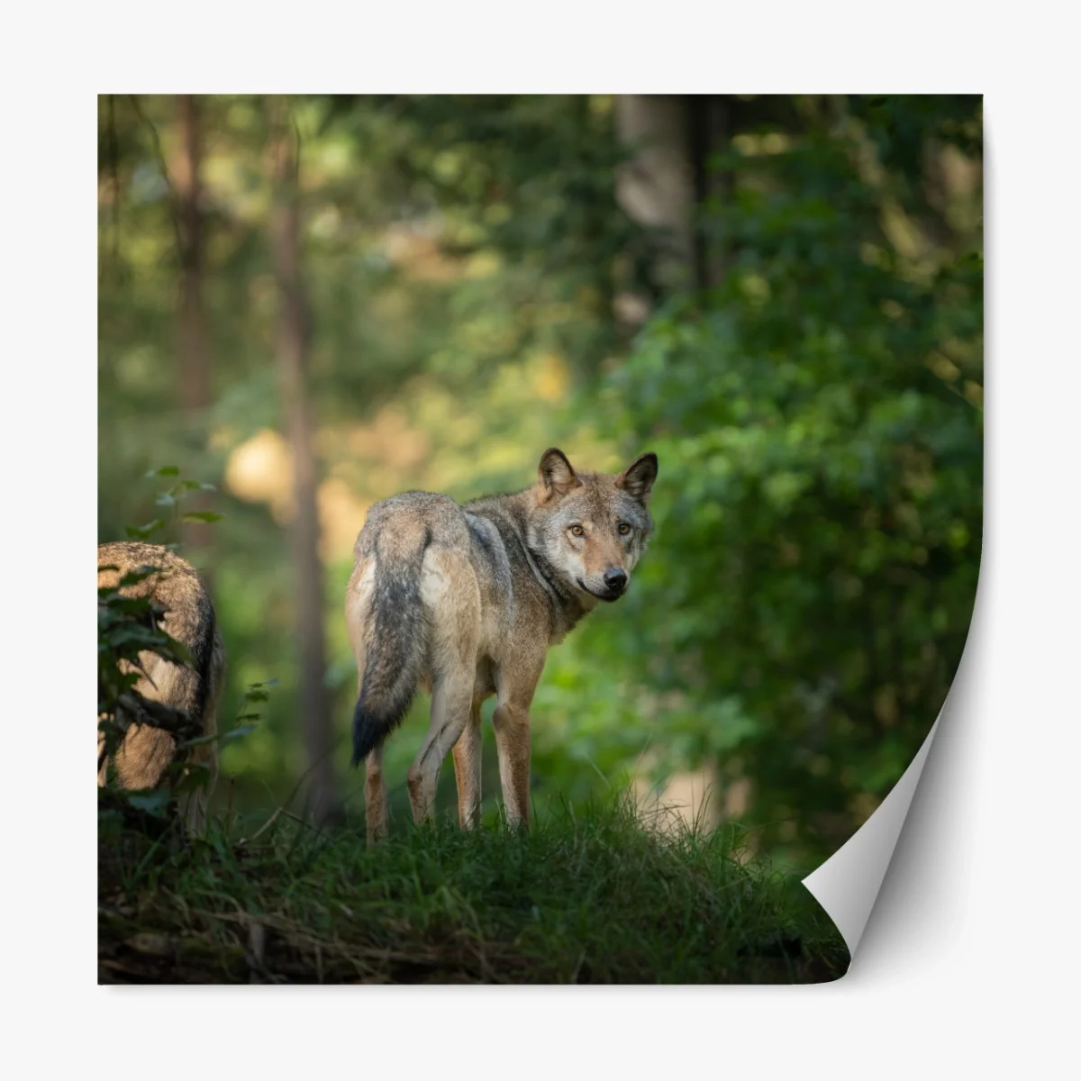 Repositionierbarer Aufkleber wolf auf der lichtung im wald – Wallnifity®