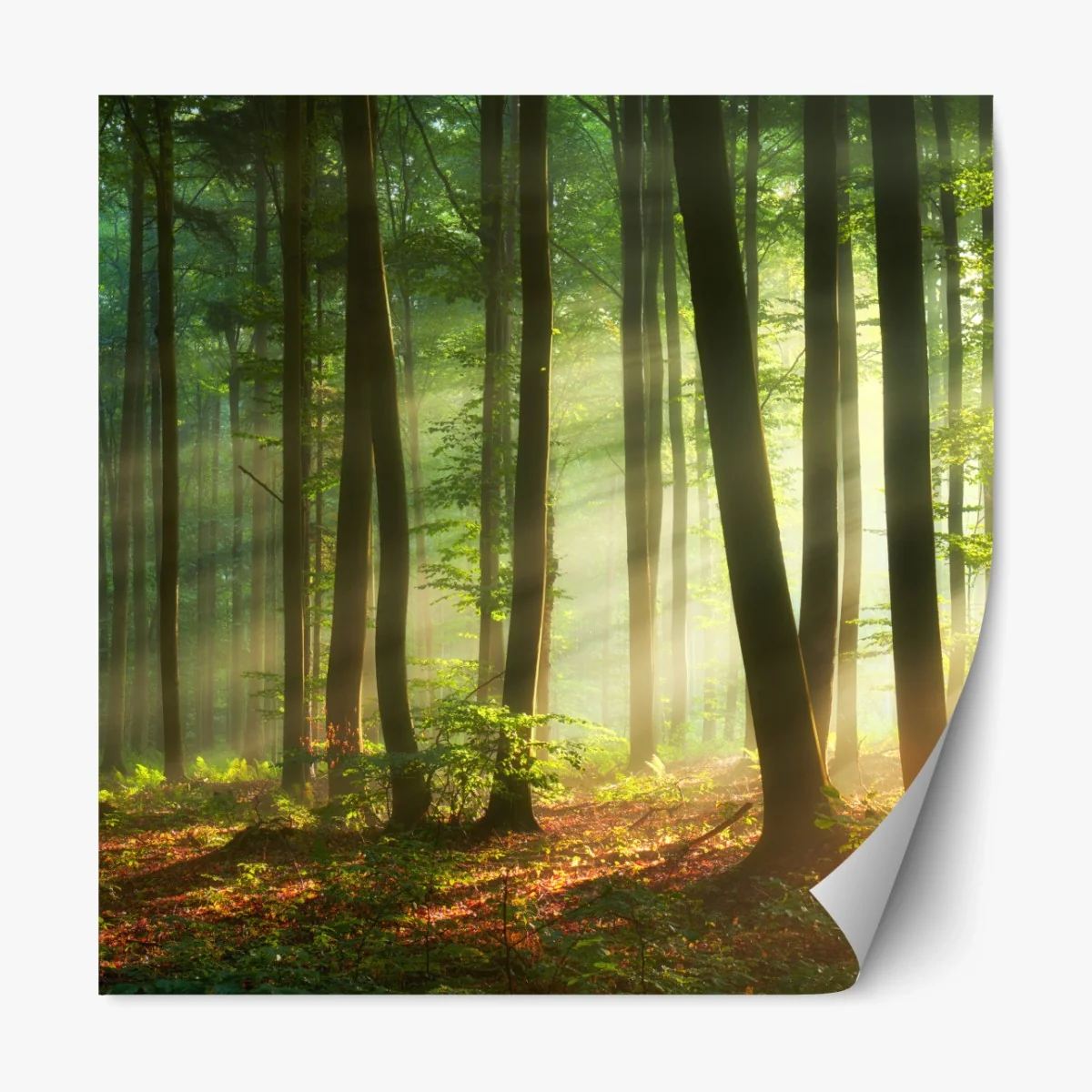 Repositionierbarer Aufkleber sonnenbeschienener morgenwald – Wallnifity® Repositionierbarer Aufkleber sonnenbeschienener morgenwald – Wallnifity®