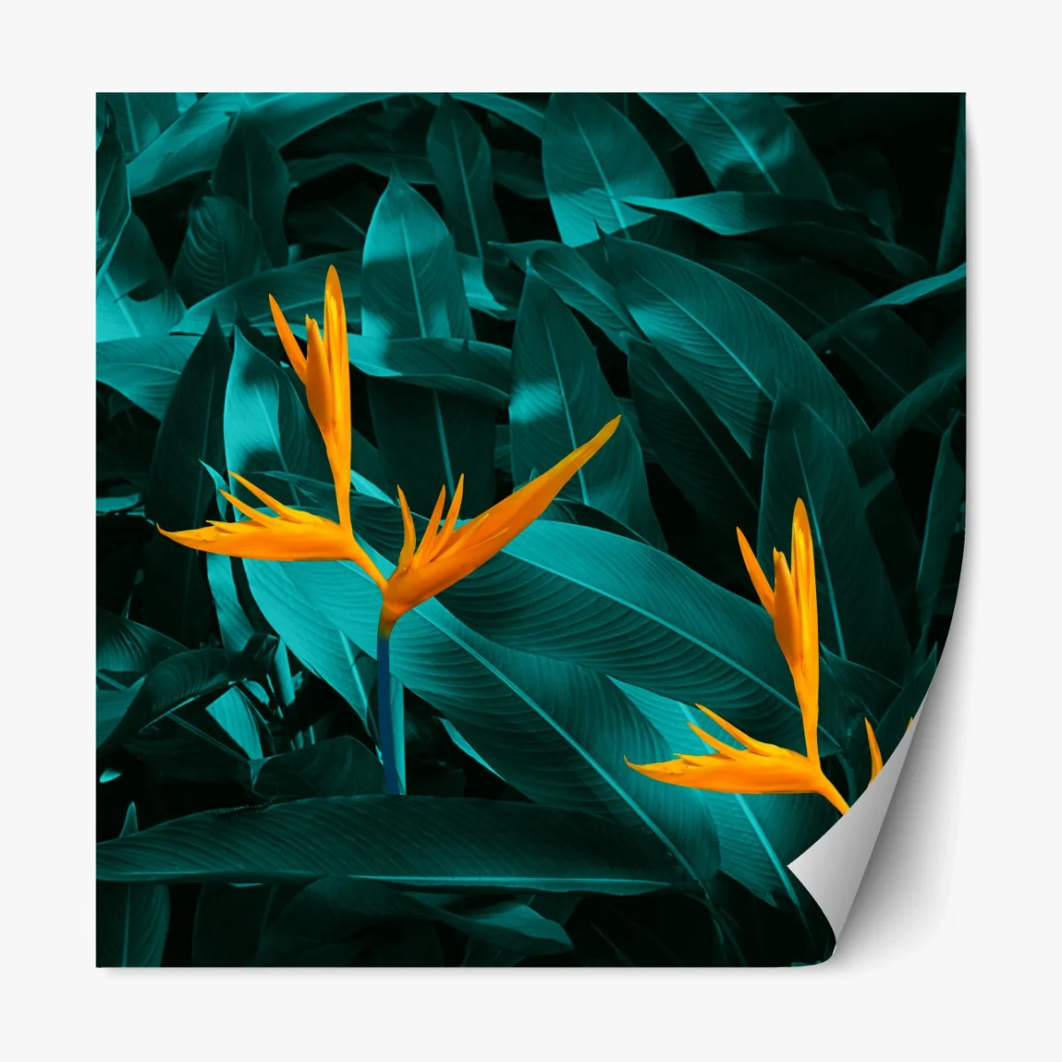 Repositionierbarer Aufkleber tropische strelitzie auf türkisfarbenen blättern – Wallnifity® Repositionierbarer Aufkleber tropische strelitzie auf türkisfarbenen blättern – Wallnifity®
