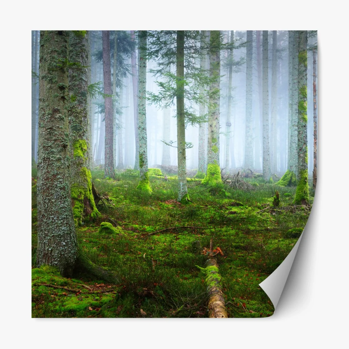 Repositionierbarer Aufkleber nebliger kiefernwald aus dem Elsass – Wallnifity® Repositionierbarer Aufkleber nebliger kiefernwald aus dem Elsass – Wallnifity®