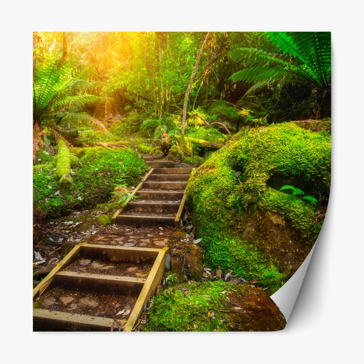 Repositionierbarer Aufkleber moosiger regenwaldpfad auf der Tasman-Halbinsel – Wallnifity® Repositionierbarer Aufkleber moosiger regenwaldpfad auf der Tasman-Halbinsel – Wallnifity®