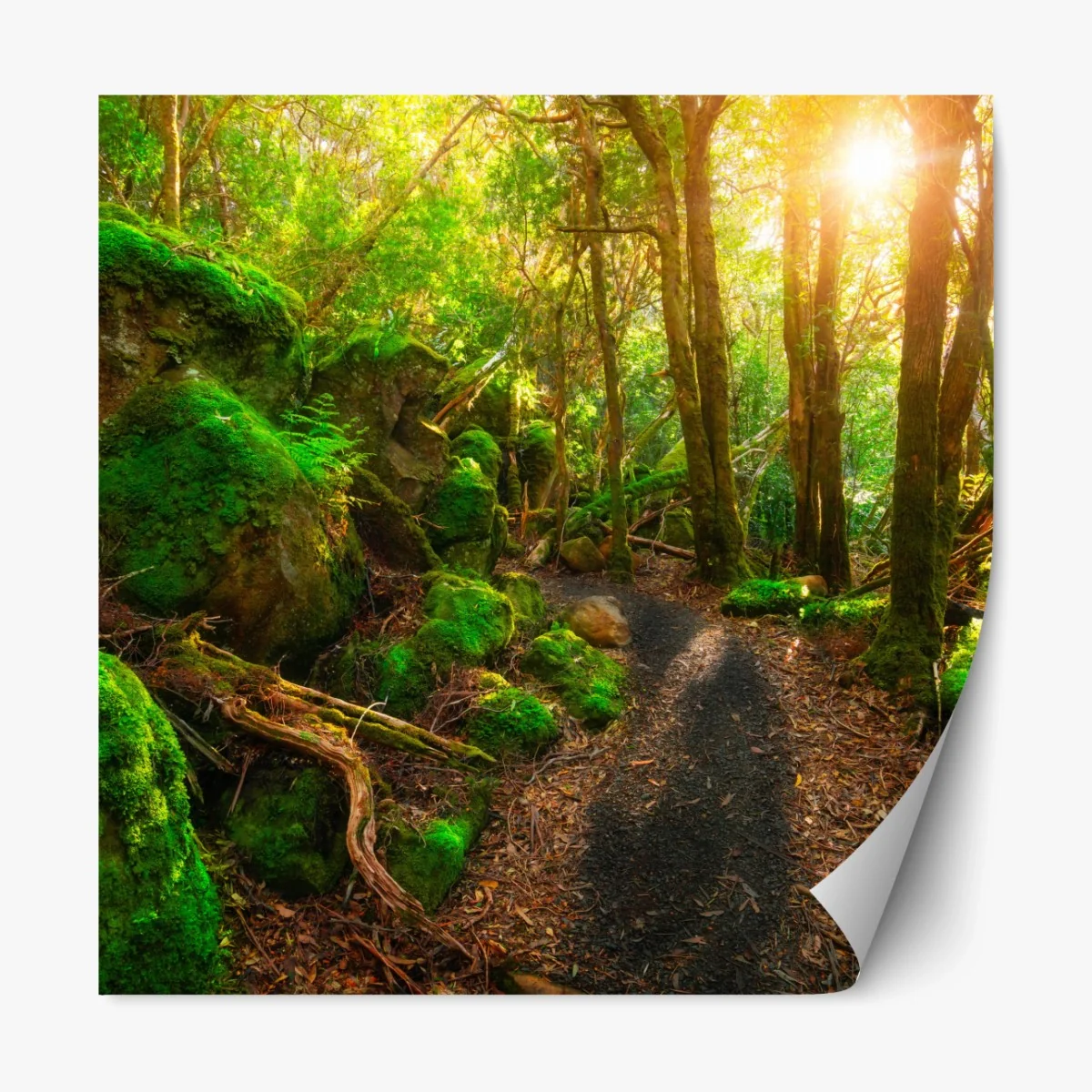 Repositionierbarer Aufkleber sonniger pfad im regenwald der Tasman-Halbinsel, Tasmanien – Wallnifity® Repositionierbarer Aufkleber sonniger pfad im regenwald der Tasman-Halbinsel, Tasmanien – Wallnifity®