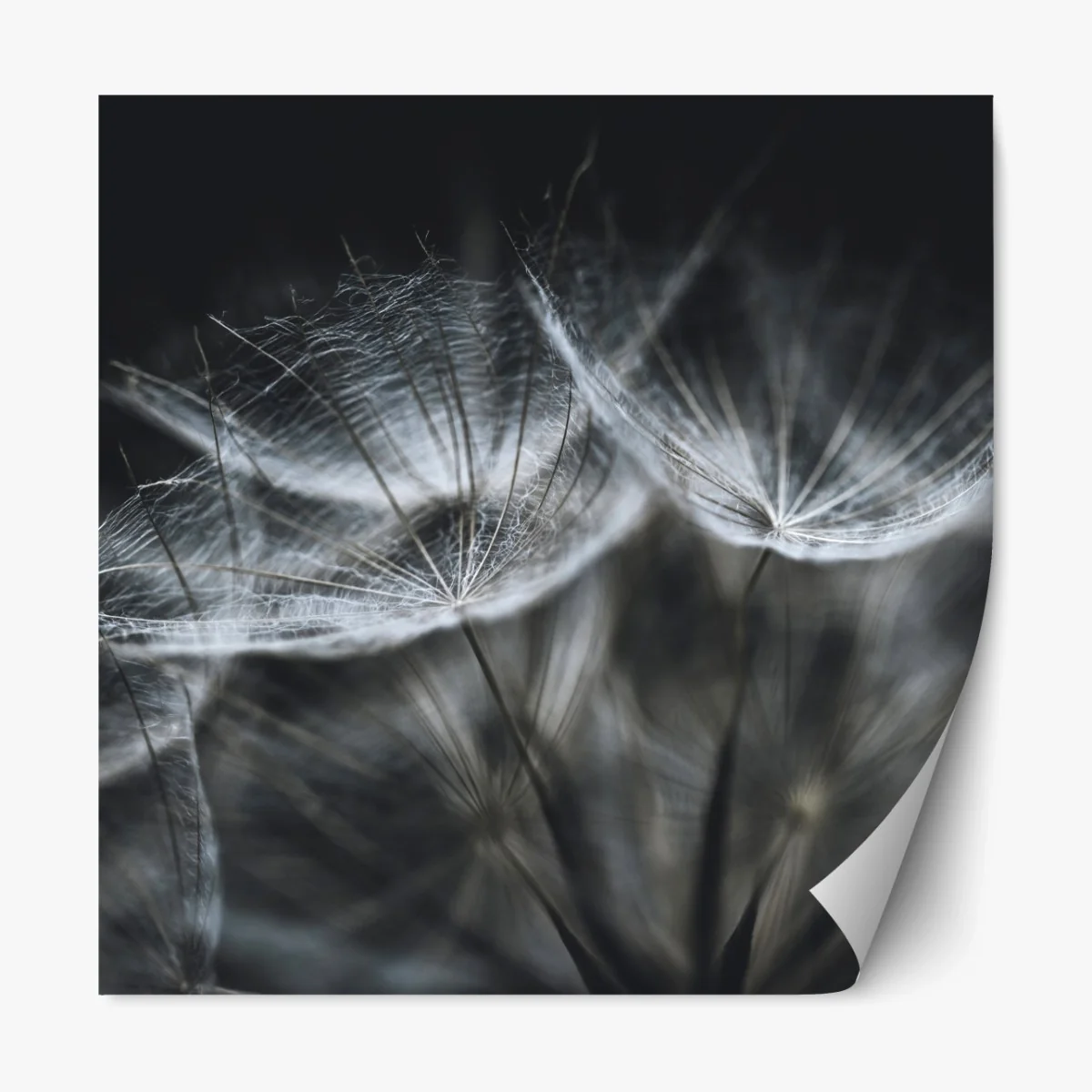 Repositionierbarer Aufkleber zarte löwenzahnsamen in monochrom – Wallnifity® Repositionierbarer Aufkleber zarte löwenzahnsamen in monochrom – Wallnifity®