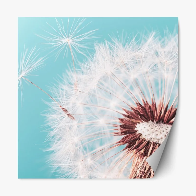 Repositionierbarer Aufkleber zarter löwenzahn vor türkisfarbenem hintergrund