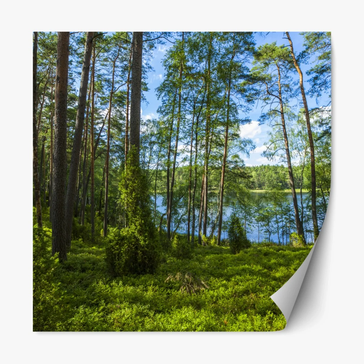 Repositionierbarer Aufkleber ruhiger kiefernwald am see – Wallnifity®