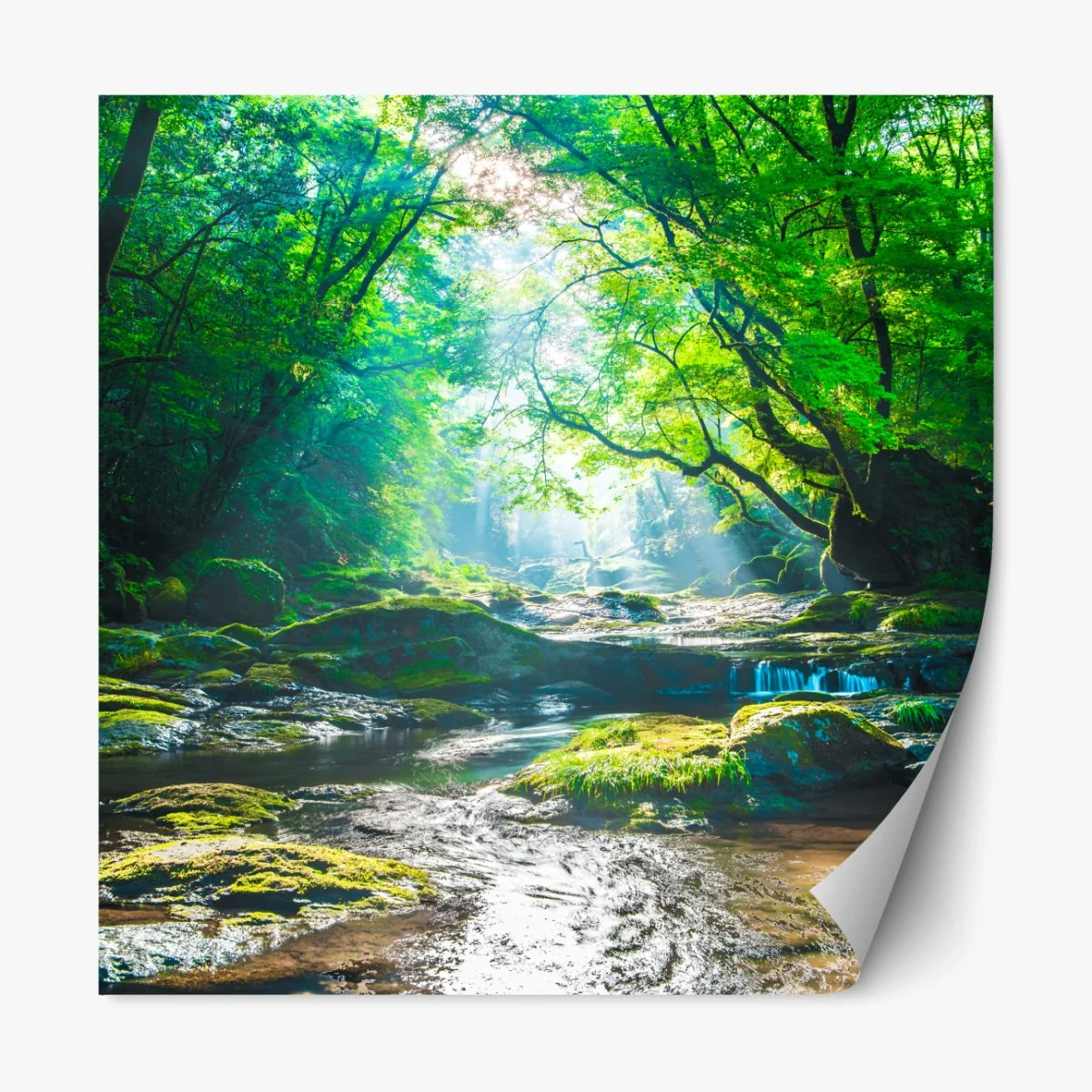 Repositionierbarer Aufkleber sonnendurchfluteter waldbach mit moosbedeckten steinen – Wallnifity®