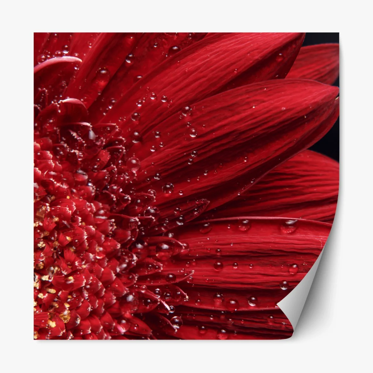 Repositionierbarer Aufkleber rote gerbera makro mit wassertropfen – Wallnifity® Repositionierbarer Aufkleber rote gerbera makro mit wassertropfen – Wallnifity®