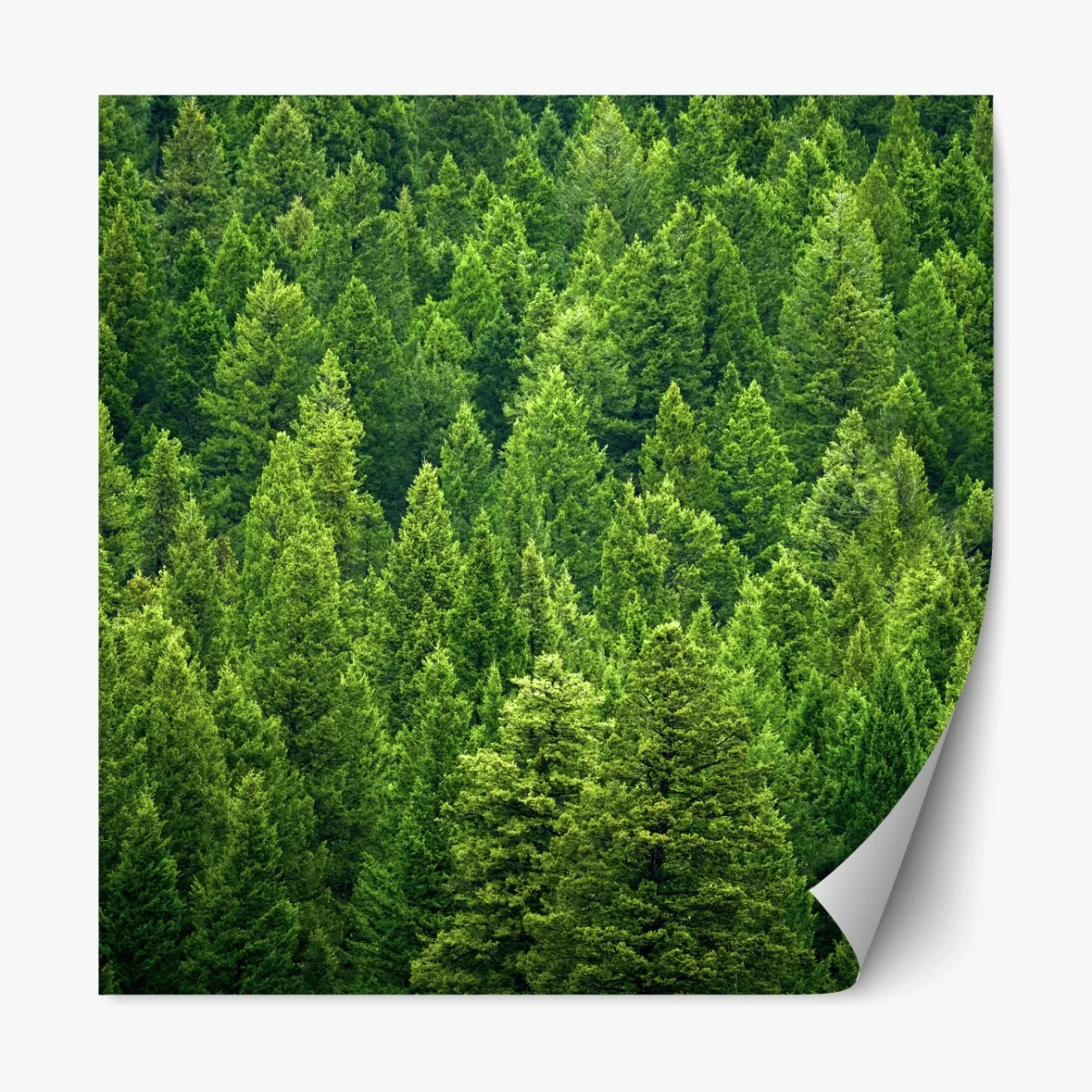 Repositionierbarer Aufkleber üppige kronen eines kieferwaldes – Wallnifity® Repositionierbarer Aufkleber üppige kronen eines kieferwaldes – Wallnifity®