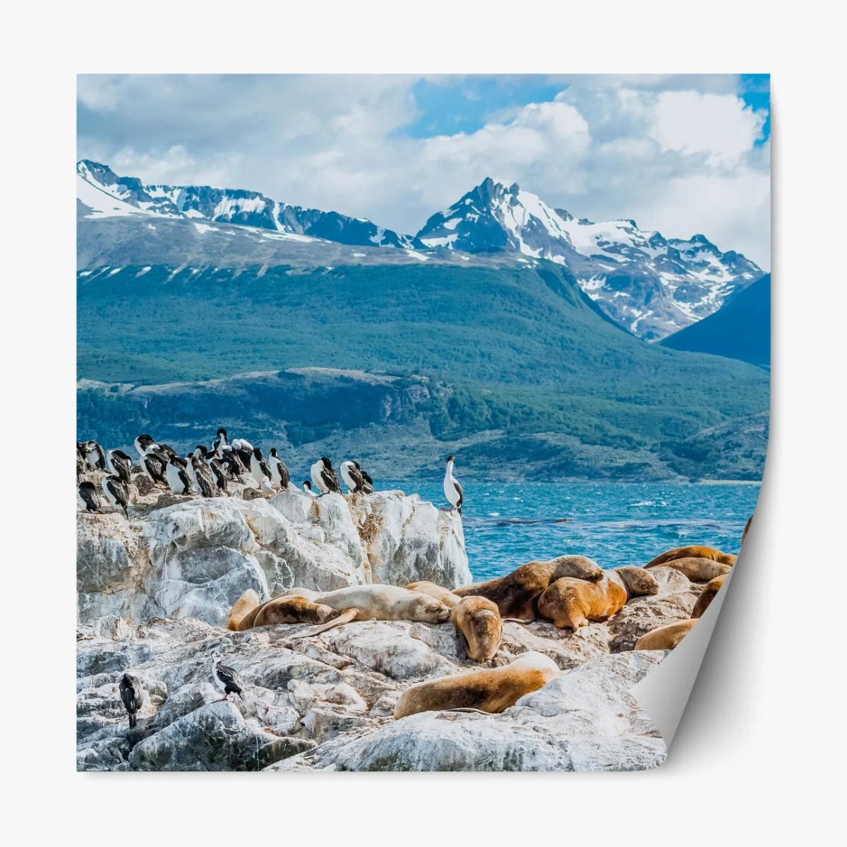 Repositionierbarer Aufkleber seelöwen und seevögel an der felsküste – Wallnifity® Repositionierbarer Aufkleber seelöwen und seevögel an der felsküste – Wallnifity®